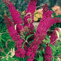 Buddleia davidii Plant - Royal Red
