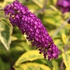 Buddleia davidii Plant - Santana