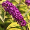 Buddleia davidii Plant - Santana