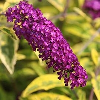 Buddleia davidii Plant - Santana