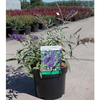 Buddleia Plant - Adonis Blue