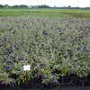 Buddleia Plant - Blue Chip