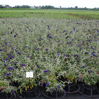 Buddleia Plant - Blue Chip