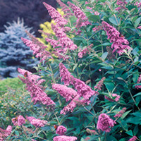 Buddleia Plant - Butterfly Heaven