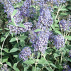 Buddleia Plant - Lochinch