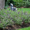 Buddleia Plant - Purple Chip