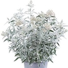 Buddleia Plant - Silver Anniversary®