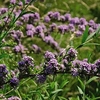 Buddleja alternifolia UNIQUE®