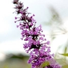 Buddleja Argus® Plant - Velvet