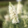 Buddleja Argus® Plant - White
