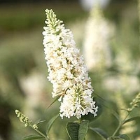 Buddleja Argus® Plant - White