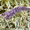 Buddleja 