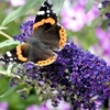 Buddleja Buzz 3 in 1