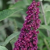 Buddleja Buzz Velvet