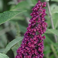 Buddleja Buzz Velvet