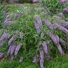 Buddleja dav. Wisteria Lane