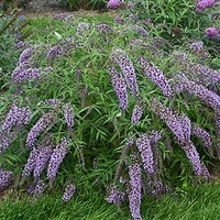 Buddleja dav. Wisteria Lane