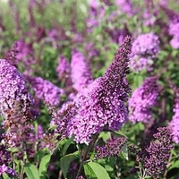 Buddleja Davidii Camberwell Beauty