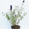 Buddleja davidii Plant - Black Knight