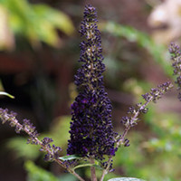 Buddleja davidii Plant - Black Knight