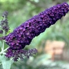 Buddleja davidii Plant - Black Knight