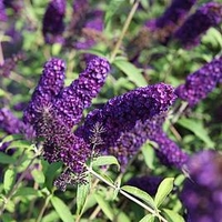 Buddleja davidii Plant - Black Knight