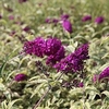 Buddleja davidii Plant - Masquerade