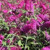 Buddleja davidii Plant - Miss Ruby®