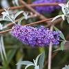 Buddleja davidii Plant - Nanho Blue