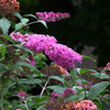 Buddleja davidii Plant - Pink Delight