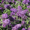 Buddleja davidii Plant - Purple Emperor