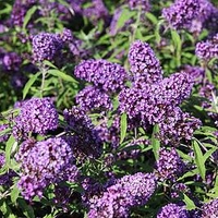 Buddleja davidii Plant - Purple Emperor