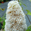 Buddleja davidii Plant - White Profusion