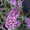 Buddleja davidii 