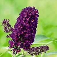 Buddleja Davidii Triple 3-in-1