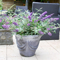 Buddleja Free Petite Plant - Blue Heaven
