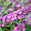 Buddleja Free Petite Plant - Dark Pink