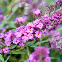 Buddleja Free Petite Plant - Dark Pink