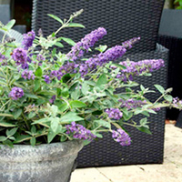 Buddleja Free Petite Plants - Blue Heaven