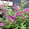 Buddleja Free Petite Plants - Dark Pink