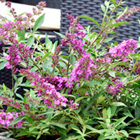 Buddleja Free Petite Plants - Dark Pink