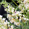 Buddleja Free Petite Plants - White