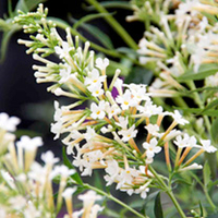 Buddleja Free Petite Plants - White