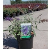 Buddleja Plant - Adonis Blue