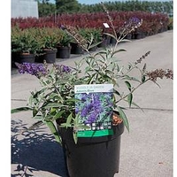 Buddleja Plant - Adonis Blue