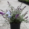 Buddleja Plant - Blue Chip