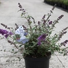 Buddleja Plant - Blue Chip