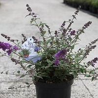 Buddleja Plant - Blue Chip