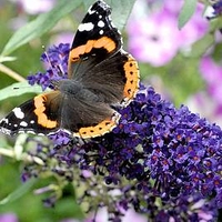 Buddleja Plant - 
