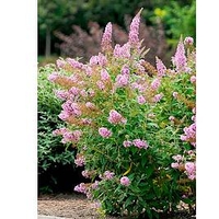 Buddleja Plant - Flutterby Pink®